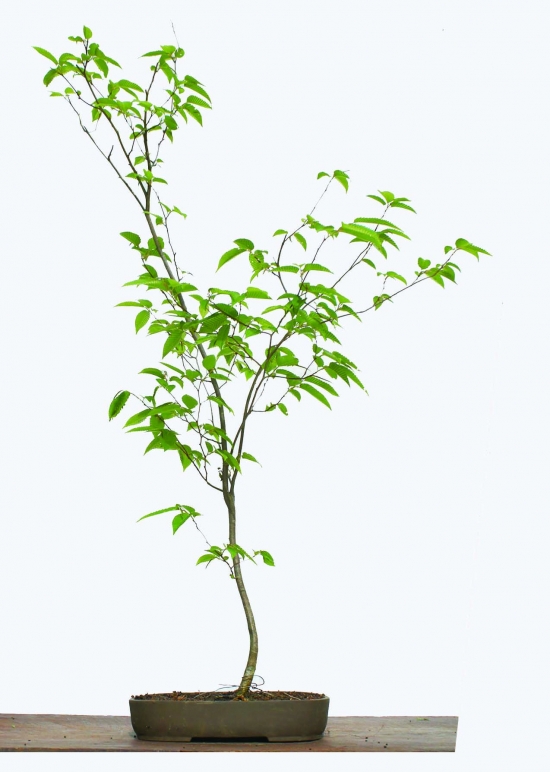 樹木医学 盆栽 of SSL吉田樹木医のWebsite